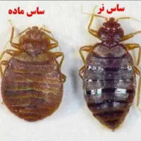 سمپاشی منزل دارای گواهینامه بهداشت حرفه ای سم پاشی