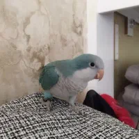 پرنده گمشده، مژدگانی به یابنده