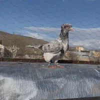 سرور و دمسفید و سیاه