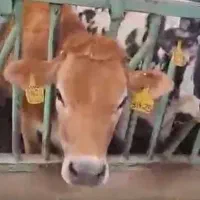 فروش گوساله ماده جرسی