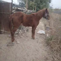 اسب عرب کورد