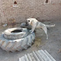 سگ سرابی گله‌ای|سگ|سردرود, |دیوار