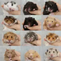 انواع نژادهمستر جیبی بندانگشتی باوسایل بازی|موش و خرگوش|اصفهان, بهاران|دیوار