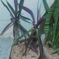 گل طبیعی با گلدان|گل و گیاه طبیعی|دهدشت, |دیوار