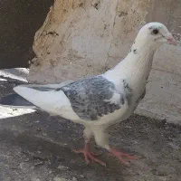 کبوتر قزوینی
