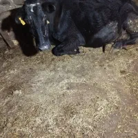 گاو با گوساله سیمینتال