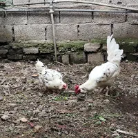 تخم مرغ نطفه دار نژاد گلین لری