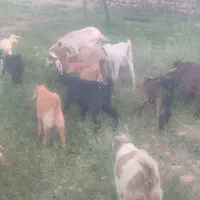 بزسانن|حیوانات مزرعه|مروست, |دیوار