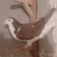 کفتر هوای شهری|پرنده|شیراز, نیستان|دیوار