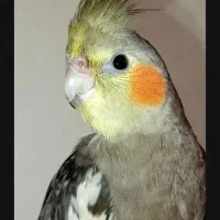 عروس هلندی گمشده