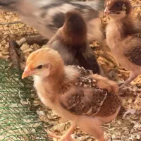 فروش جوجه ۱۰ روزه