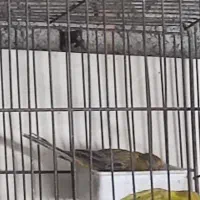 قناری ماده جفتی سهره اماده کارداده|پرنده|تهران, شهرک ابوذر|دیوار