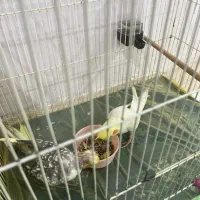 عروس هلندی|پرنده|رودهن, |دیوار