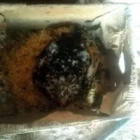 مرغ گلین کرک(کرچ) و بوقلمون