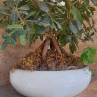 بونسای میخک هندی و افرا