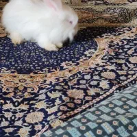 خرگوش کوچک و تمیز