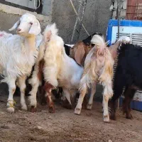 بزغاله نر  چاق گوشتی داشتی|حیوانات مزرعه|قدس, شهر‌قدس|دیوار