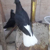 جفت جوجه سیاه دم سفید.جوجه طوق زرد نر