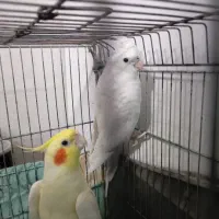 جفت عروس هلندی