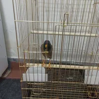 مرغ مینا