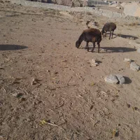 میش اوست ۷ عدد|حیوانات مزرعه|تربت جام, جلگه موسی آباد|دیوار