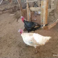 فروش یک عدد بوقلمون ولایتی چاق