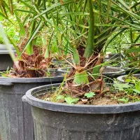 کلاچای واجارگاه نخل فونیکس یوکا پالم یاس هلندی