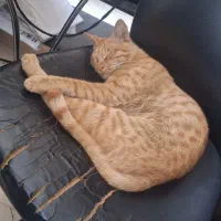 واگذاری پیشی نارنجی