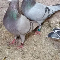 ماده‌سوسنی