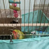 طوطی برزیلی ولد