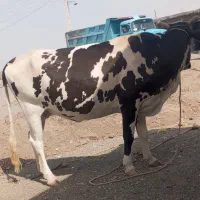 گاو اسراعیلی فروشی