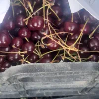 میوه تازه