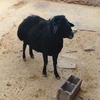 قوچ|حیوانات مزرعه|قره پشتلو, |دیوار