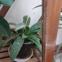 فروش گل و گیاه|گل و گیاه طبیعی|فلاورجان, |دیوار