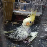 جوجه عروس هلندی