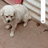 واگذارس سگ|سگ|کرمان, |دیوار