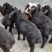 گوسفند شیشک جوان بابره|حیوانات مزرعه|سنندج, |دیوار