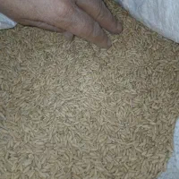 گندم|حراج|کمیجان, |دیوار