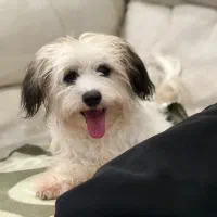 سگ شیتزو|سگ|آستارا, |دیوار