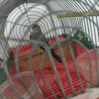 سهره کرمونی نر