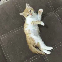 بچه گربه ماده 3ماهه