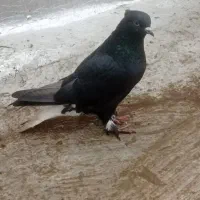 دو تا کلاغ سفید نرپرشی دونه ۵۰۰|حیوانات|سبزوار, قصبه غربی|دیوار