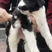 سگ قدرجونی|سگ|ساری, |دیوار