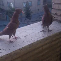 جوجه کبوتر انگلیسی پرشی