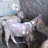 بزغاله اصل عراقی|حیوانات مزرعه|اهر, |دیوار