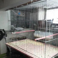تعدادی قفس جای سهره و قناری|لوازم جانبی حیوانات|بروجرد, |دیوار