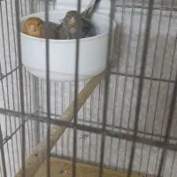 قناری و طوطی برزیلی