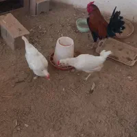 همه مرغ ها و جوجه های نژاد گلین بفروش میرسد