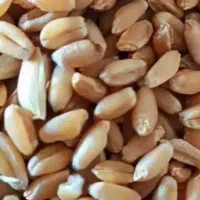 گندم خوراک دام