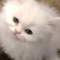 بچه گربه پرشین